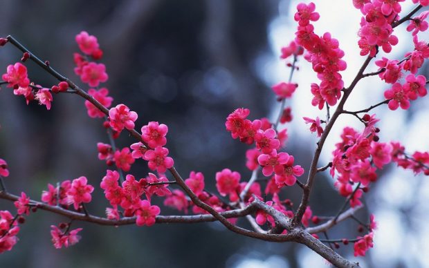 Winter Flowers Wallpaper 1280x800.