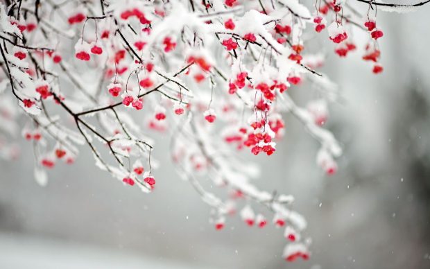 Winter Flowers Wallpaper HD Free download.