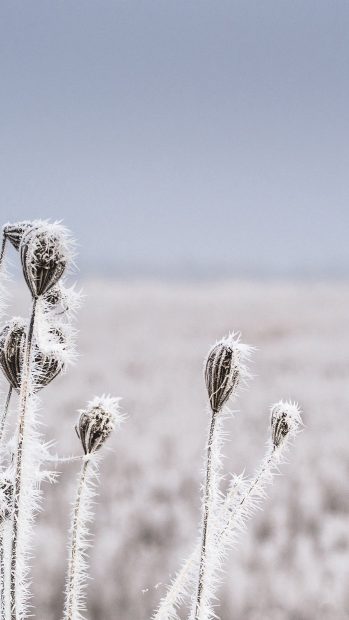 Winter Flowers Wallpaper for Mobile.