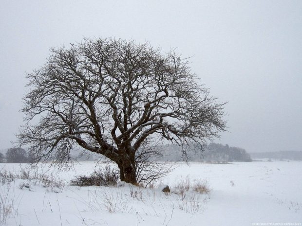 Winter Nature Live Desktop Background.