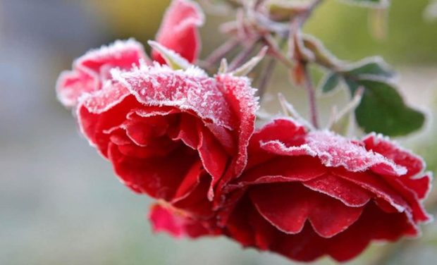 Winter Red Flowers Art Image.