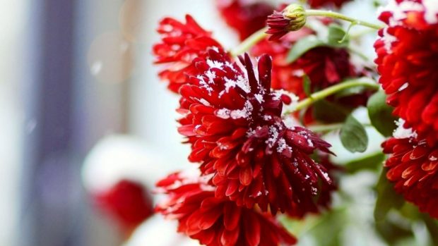 Winter Red Flowers Wallpaper HD 1080p.