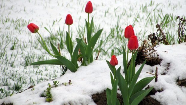 Winter Tulip Flowers Desktop Picture.