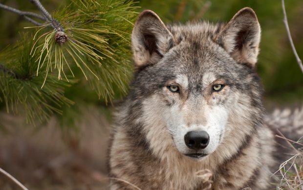 Wolf Muzzle Predator Wool 3840x2400.