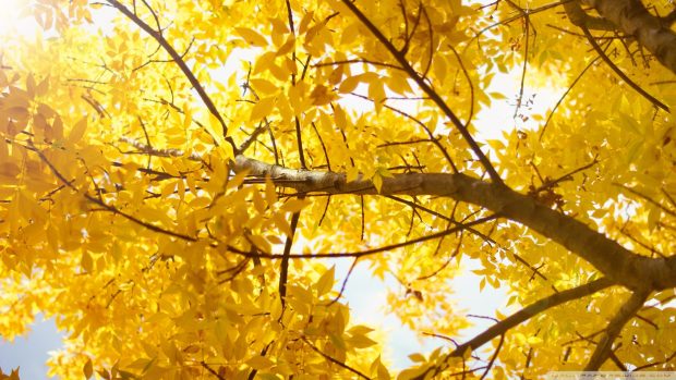 Yellow Fall Wallpaper.