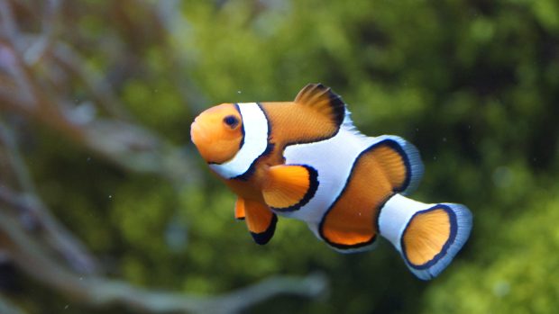 Young Clown Fish HD Wallpaper.