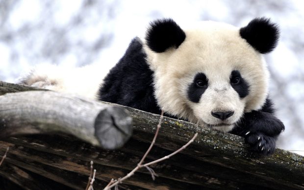 Adorable panda backgrounds hd wallpapers.