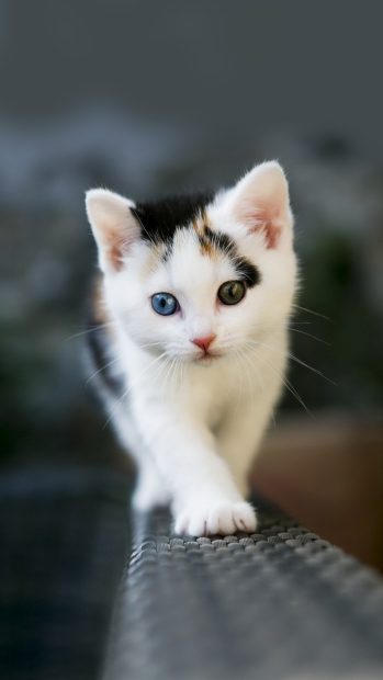 Android phone wallpaper cute kitten.