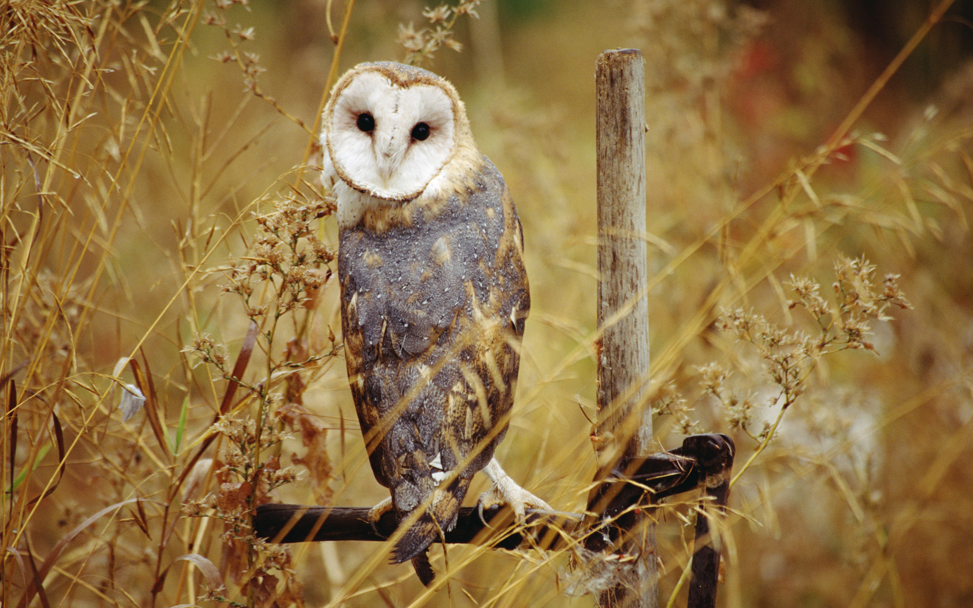 Animal owl backgrounds.