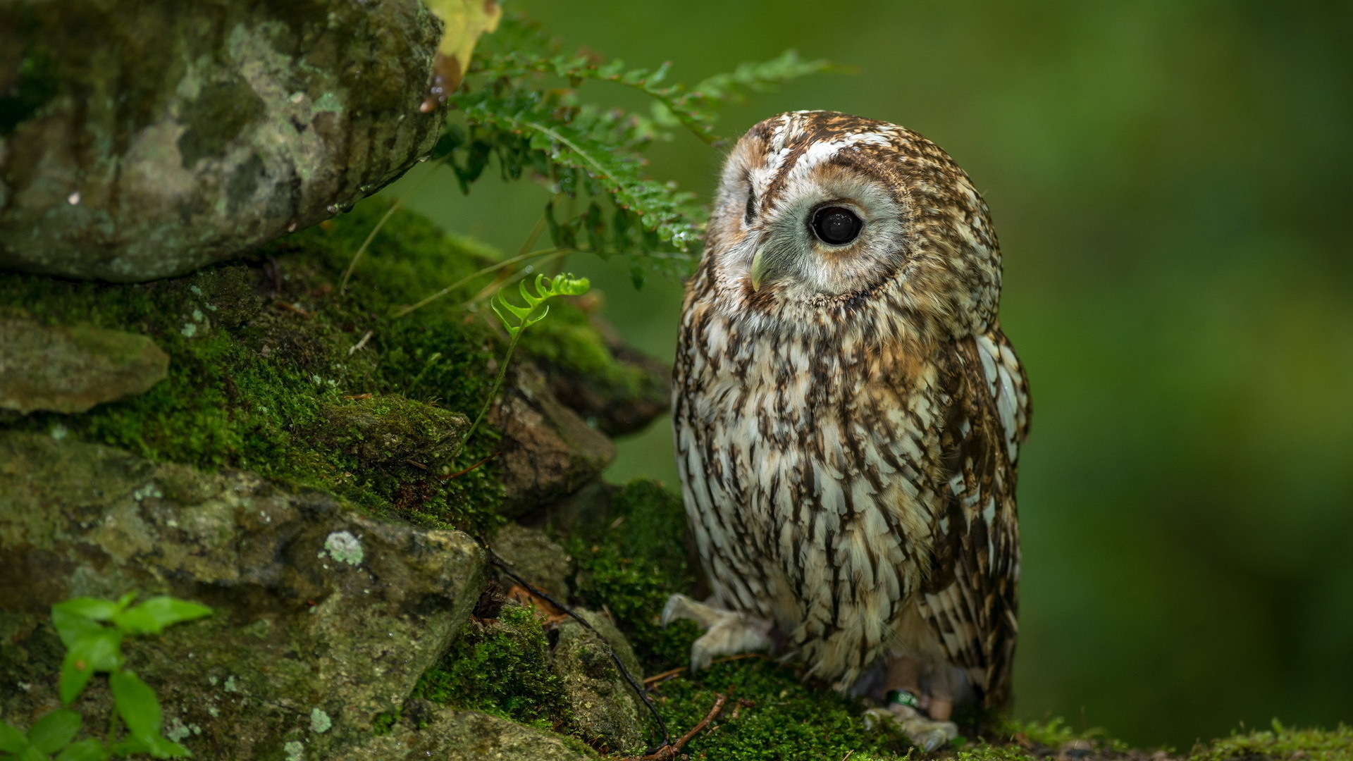 Animal owl backgrounds desktop download.