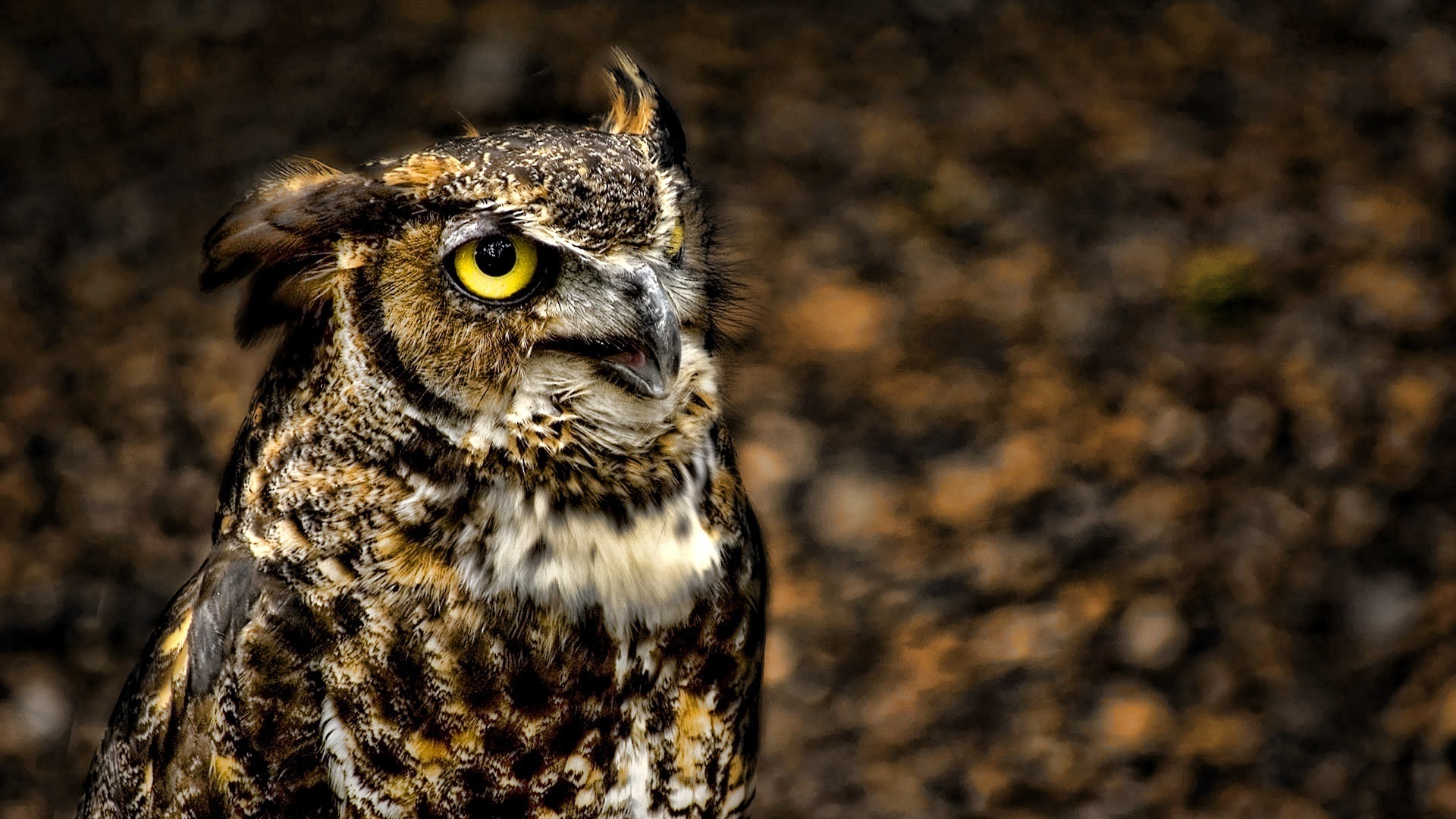 Animal owl backgrounds free download.
