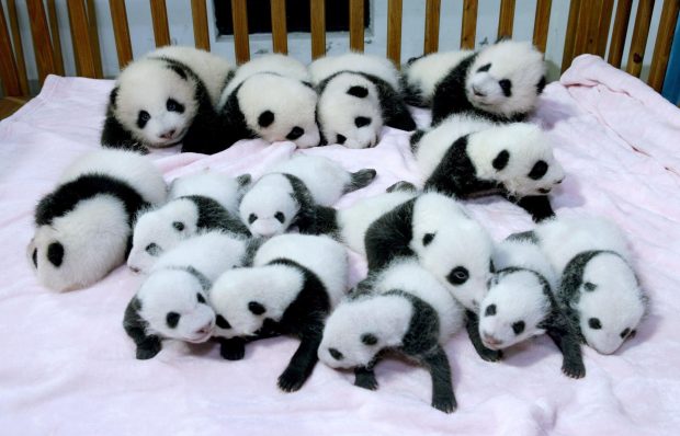 Awesome Panda Backgrounds.