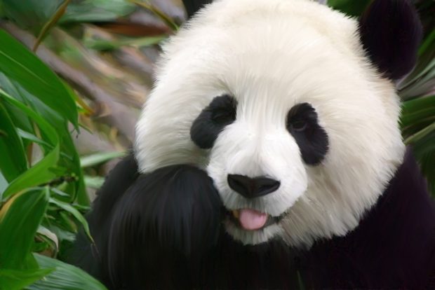 Baby Panda High Definition Wallpapers.