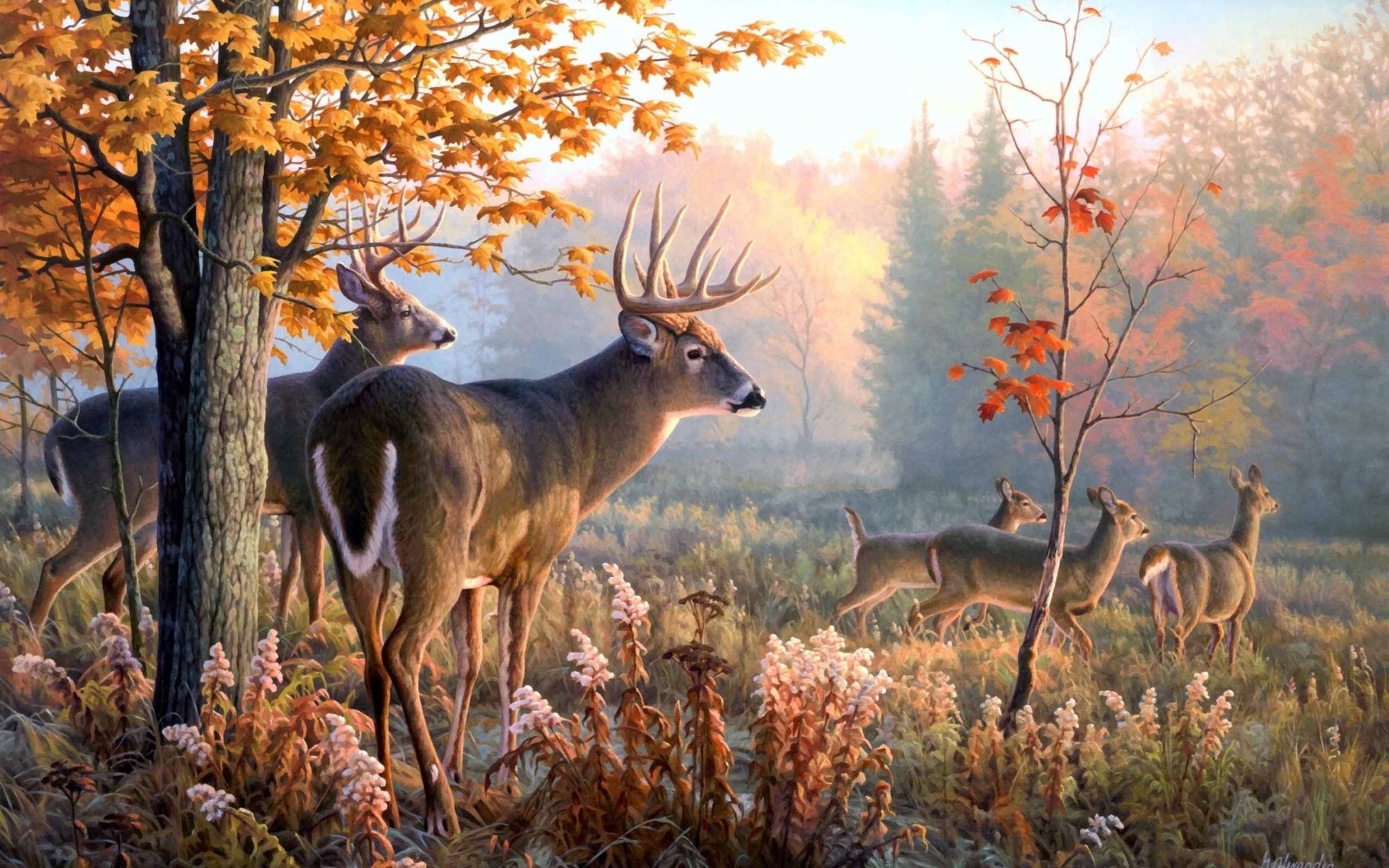 Free Download Deer Backgrounds 