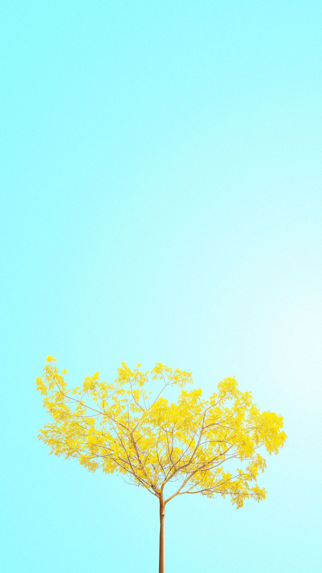 Beautiful Minimalist Spring Wallpaper for iPhone.