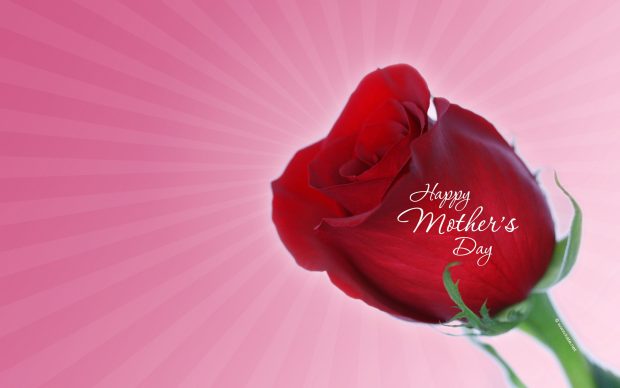 Beautiful Mothers Day Wallpaper HD with Rose.