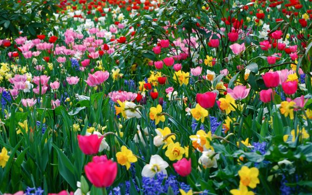 Beautiful Spring Flowers Wallpaper HD.