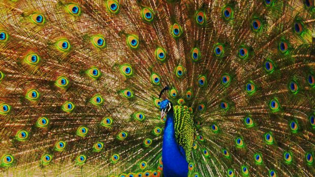 Beautiful Bird Peacock Wallpaper HD.