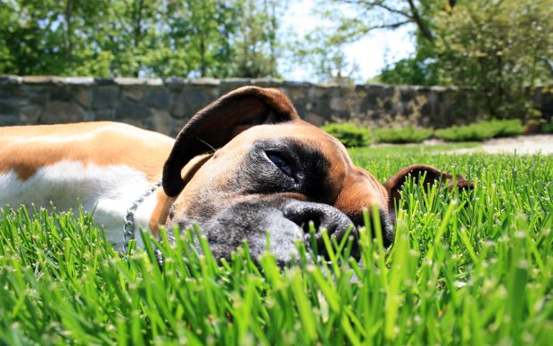 Boxer Dog Desktop Wallpaper.