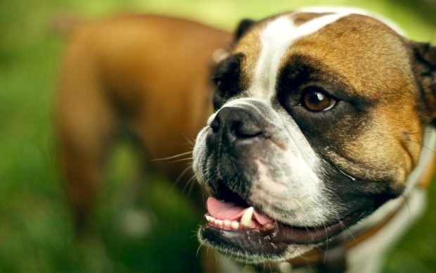 Boxer Dog Wallpaper.