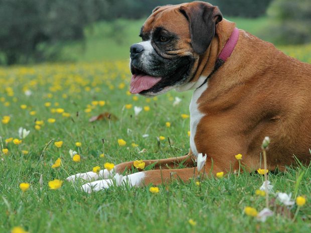 Boxer Dog Widescreen Background.