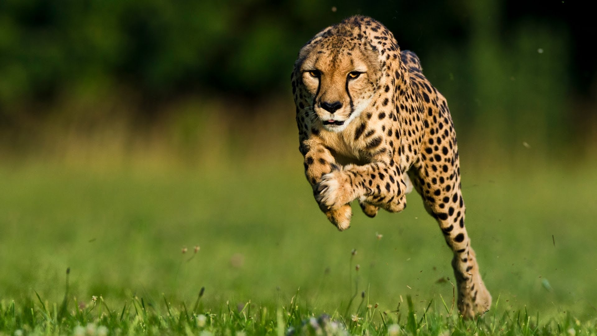 Cheetah Wallpaper HD photos download.