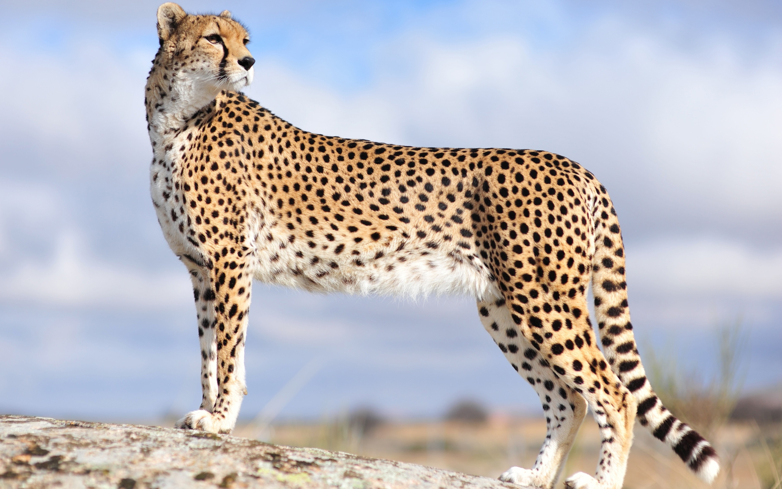 Cheetah 1.
