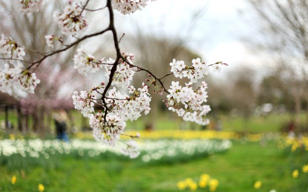 Cherry flowers Spring Backgrounds Free Download.