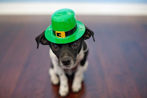 Chihuahua St Patricks Day Images.