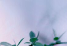 Cool Spring iPhone Wallpaper.