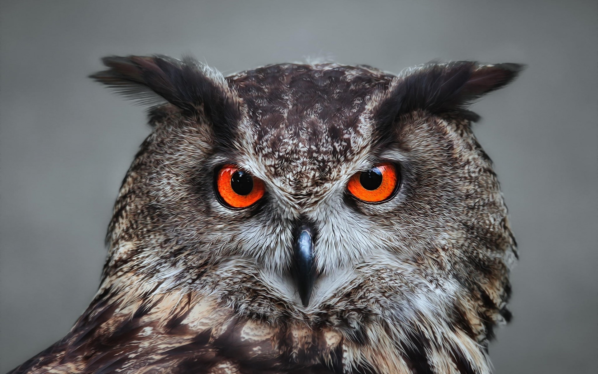 Cool Owl Eyes Wallpaper for Computer.