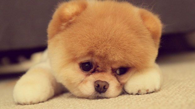 Cute Puppy Boo Wallpapers.