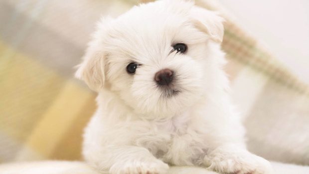 Cute Dog Desktop Wallpapers.