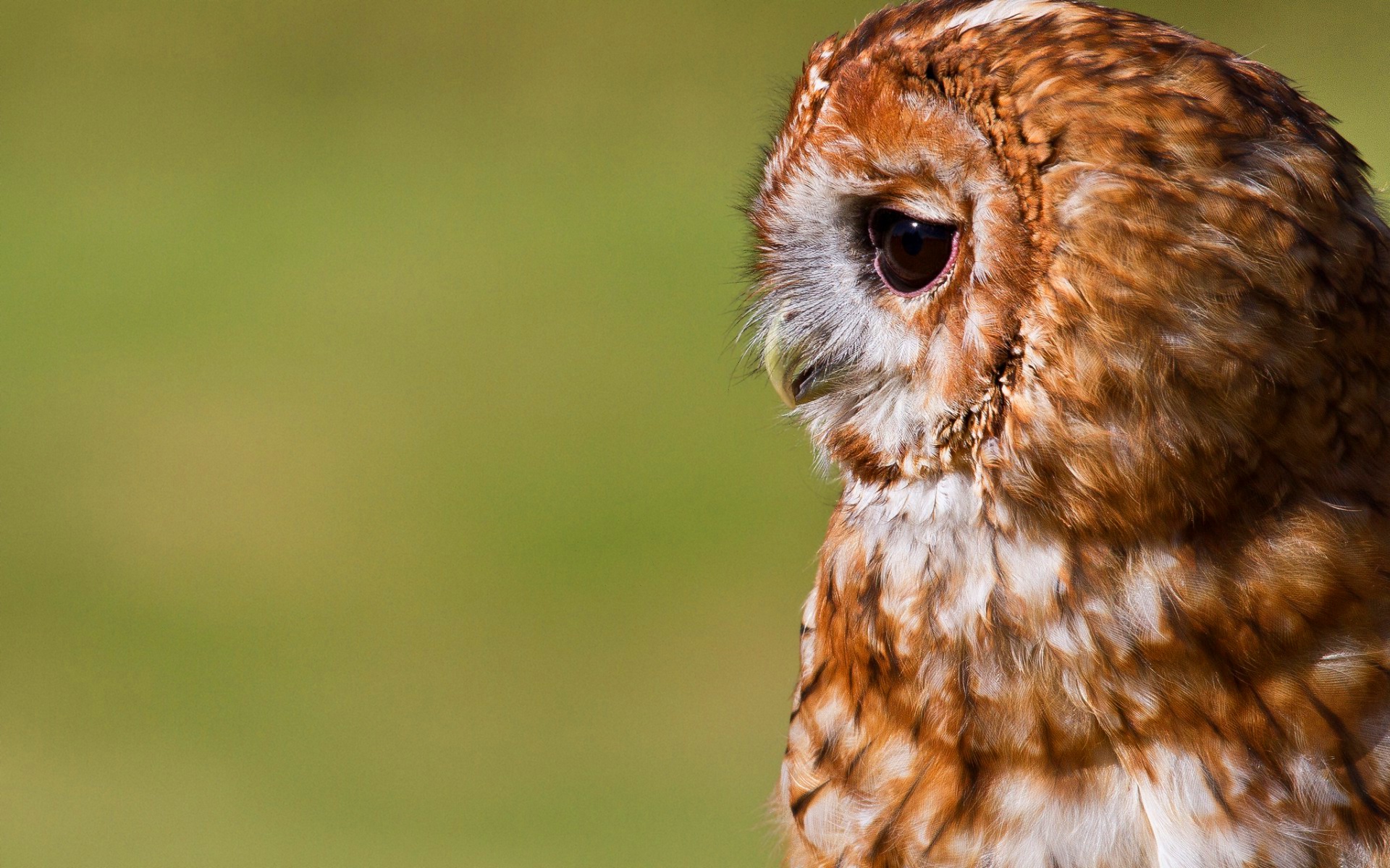 Cute Owl Background HD.