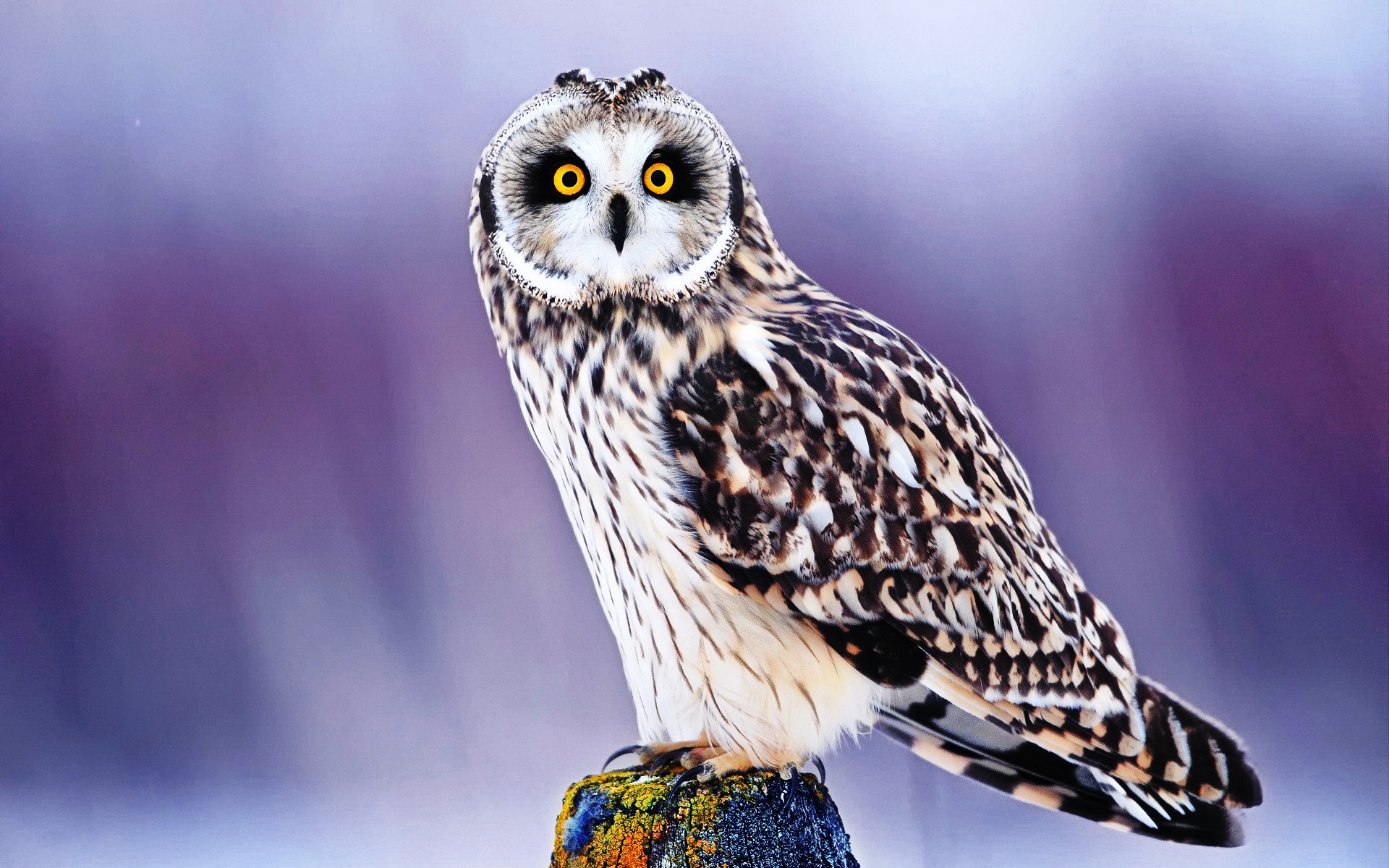 Cute Owl Backgrounds HD.