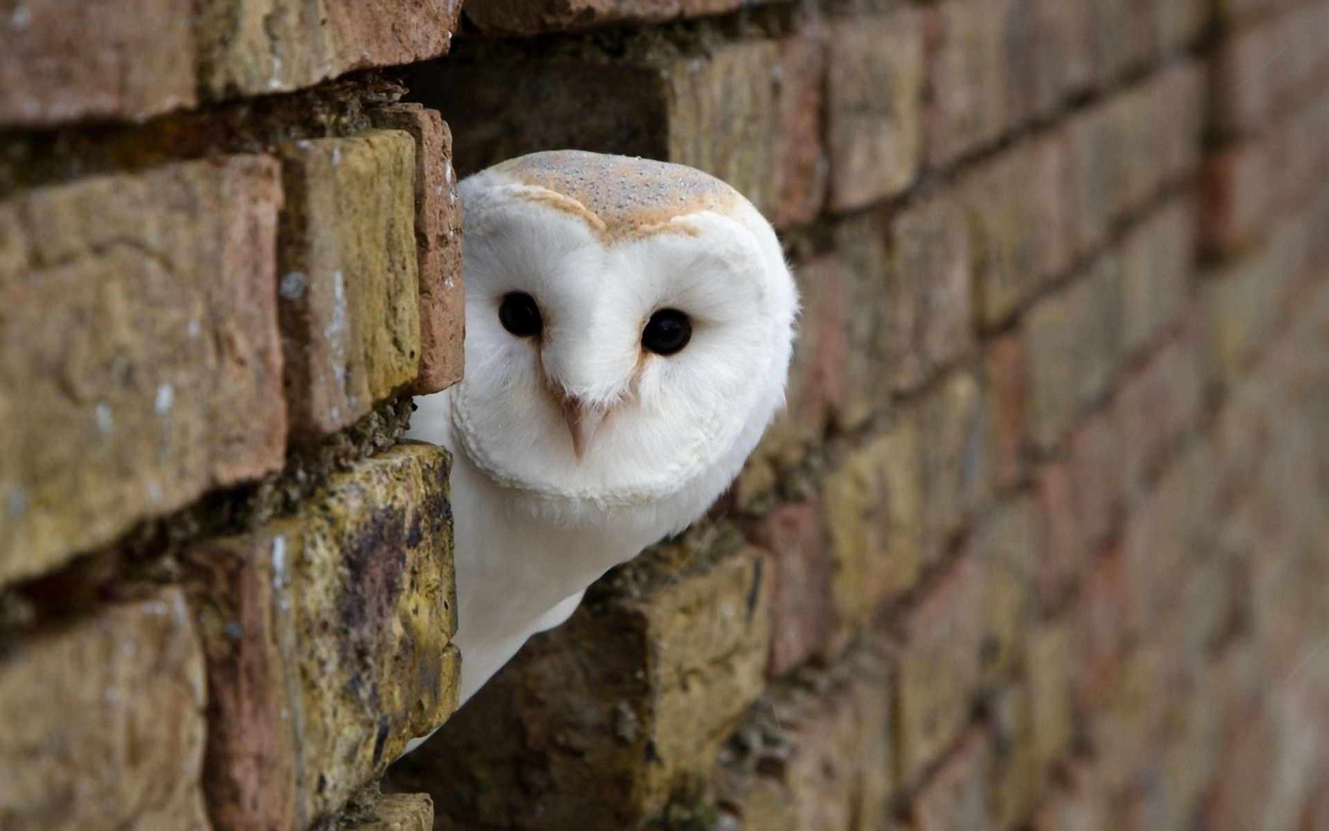 Cute Owl Desktop Wallpaper.