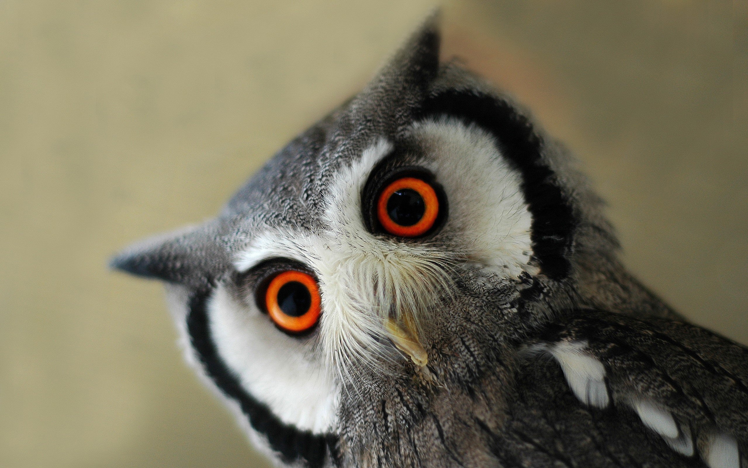 Cute Owl HD Background.