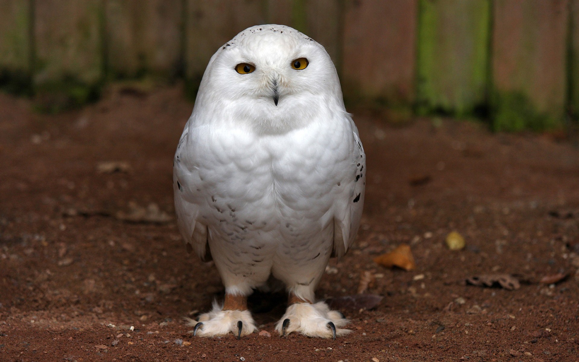 Cute Owl HD Photo.