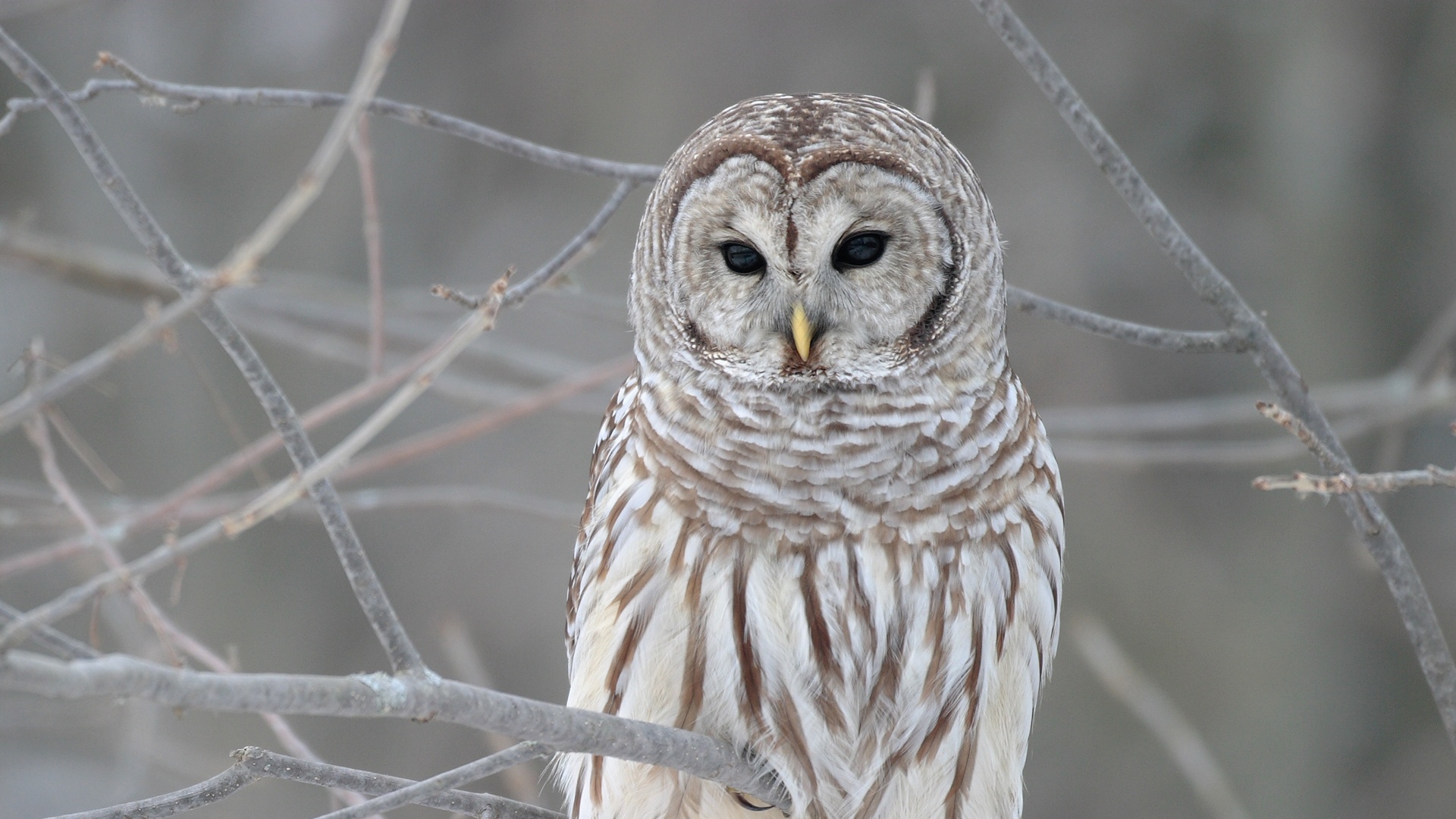 Cute Owl HD Pictures.