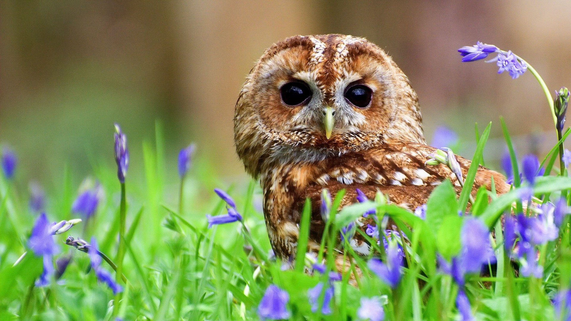 Cute Owl Image Download Free.
