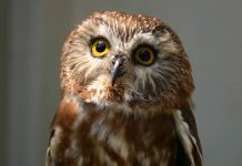 Cute Owl Images HD.