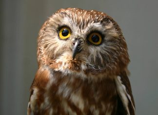 Cute Owl Images HD.