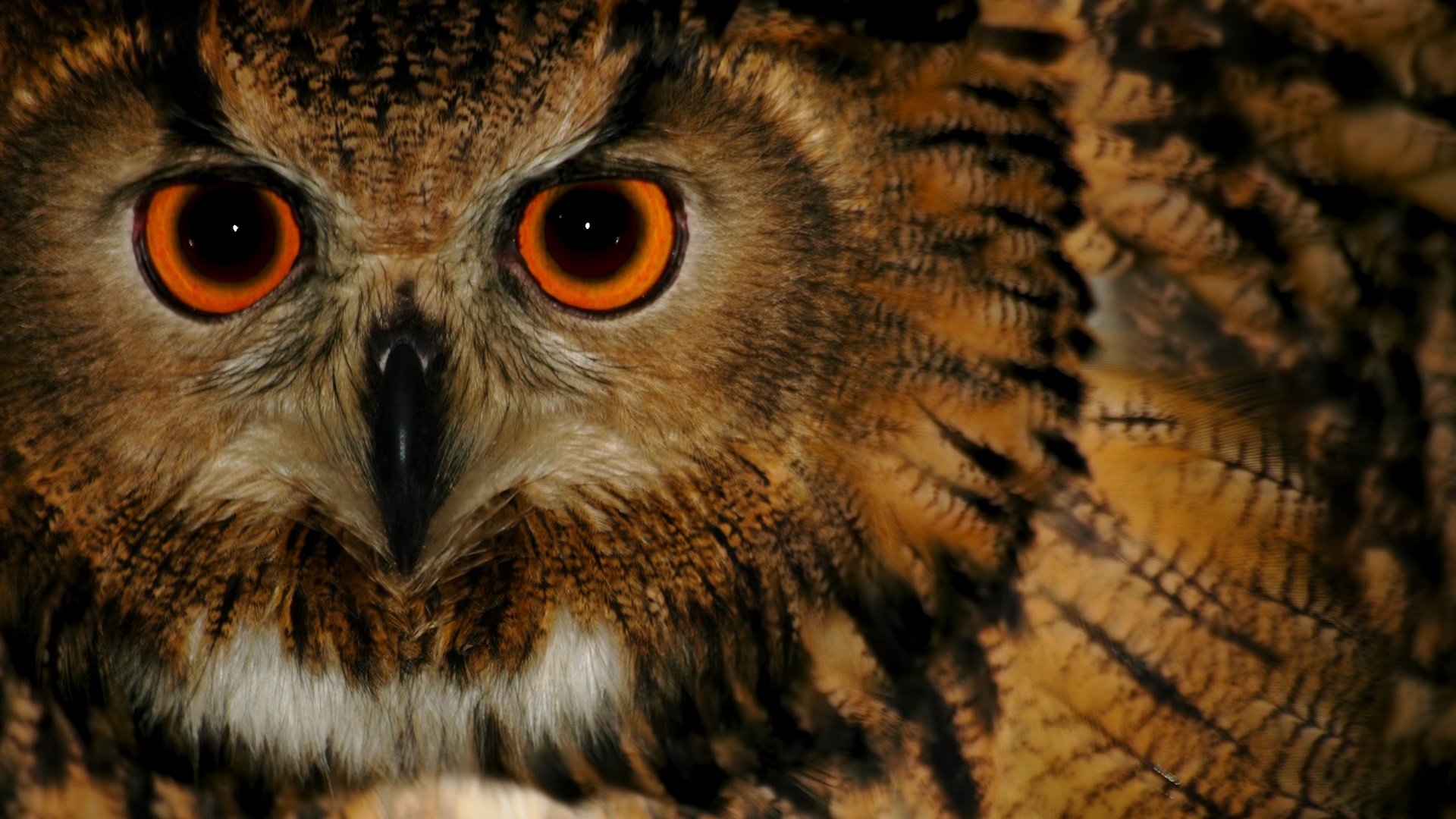 Cute Owl Photo.