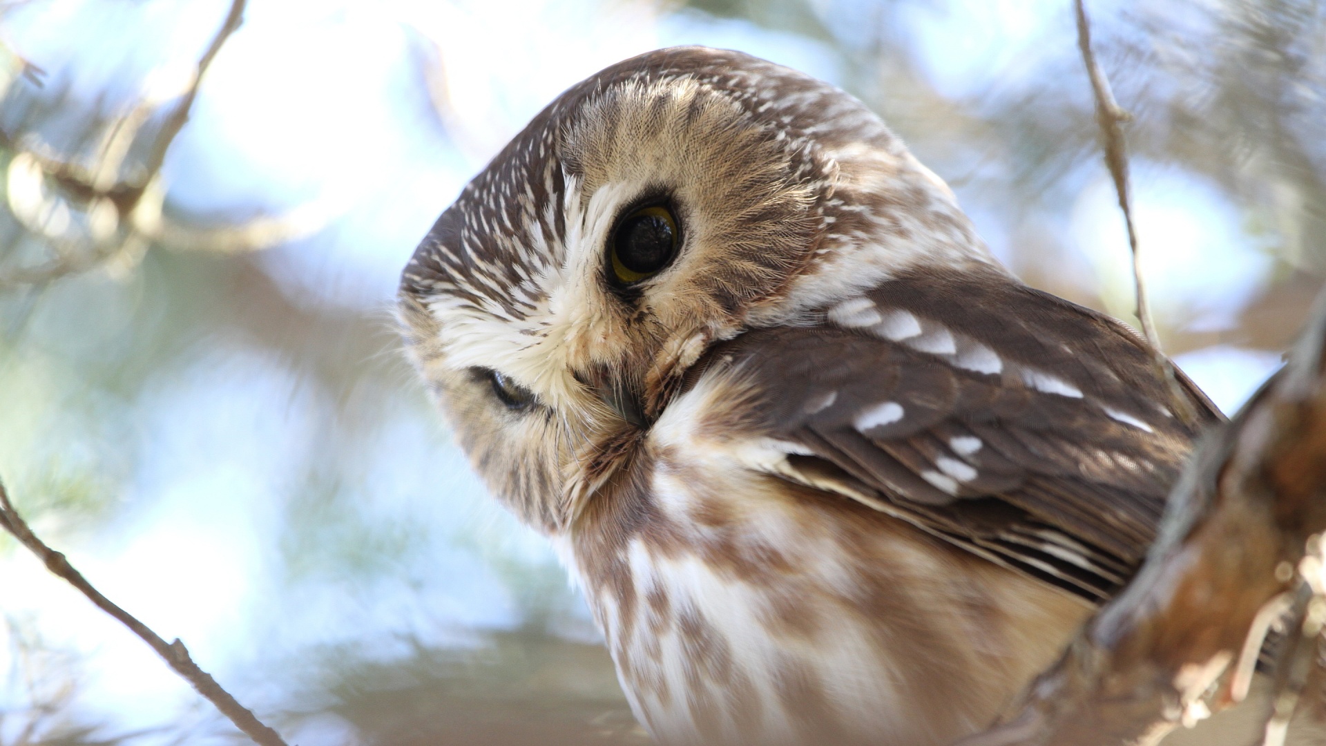 Cute Owl Picture Free Download.