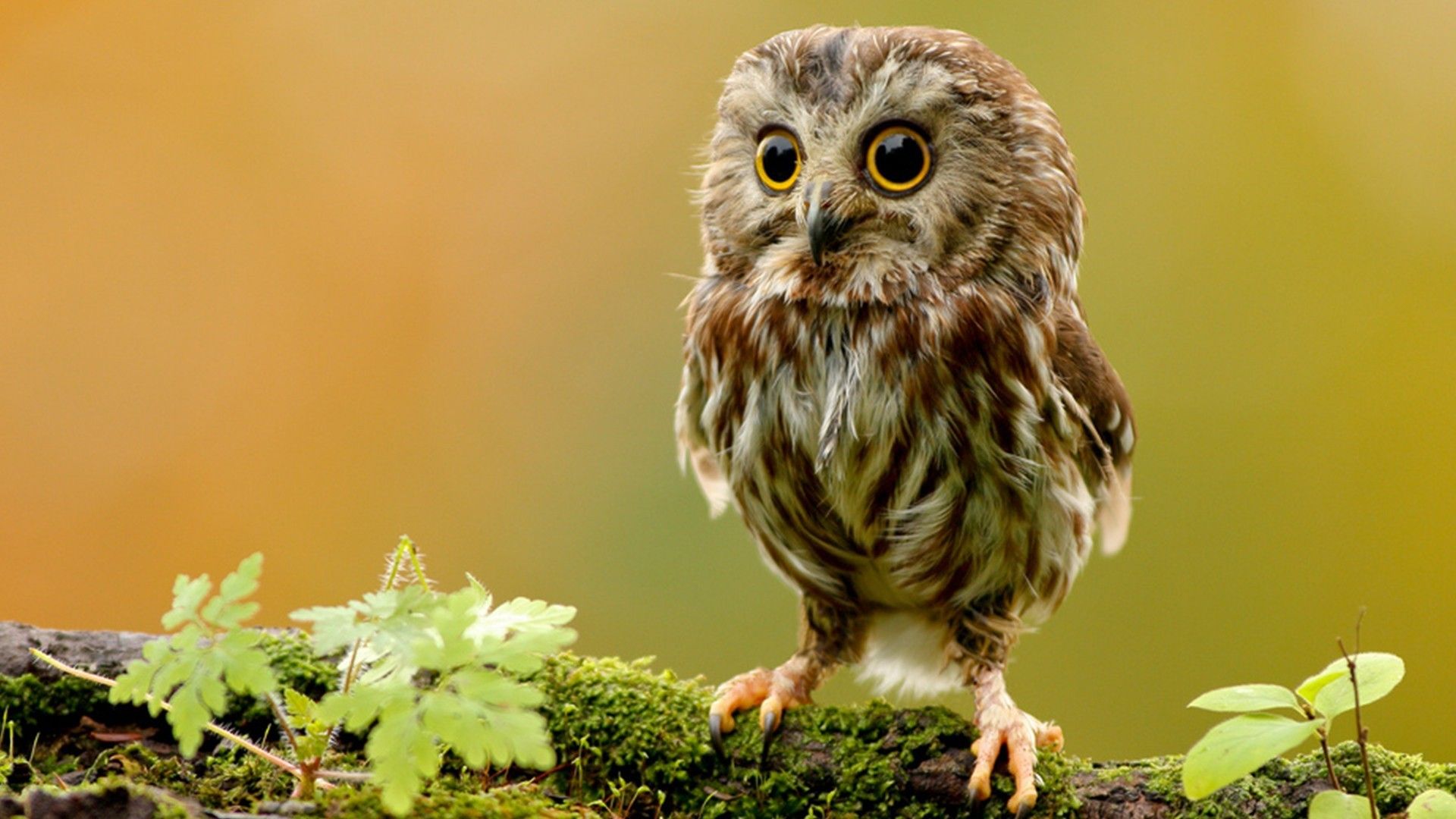 Cute Owl Wallpaper.