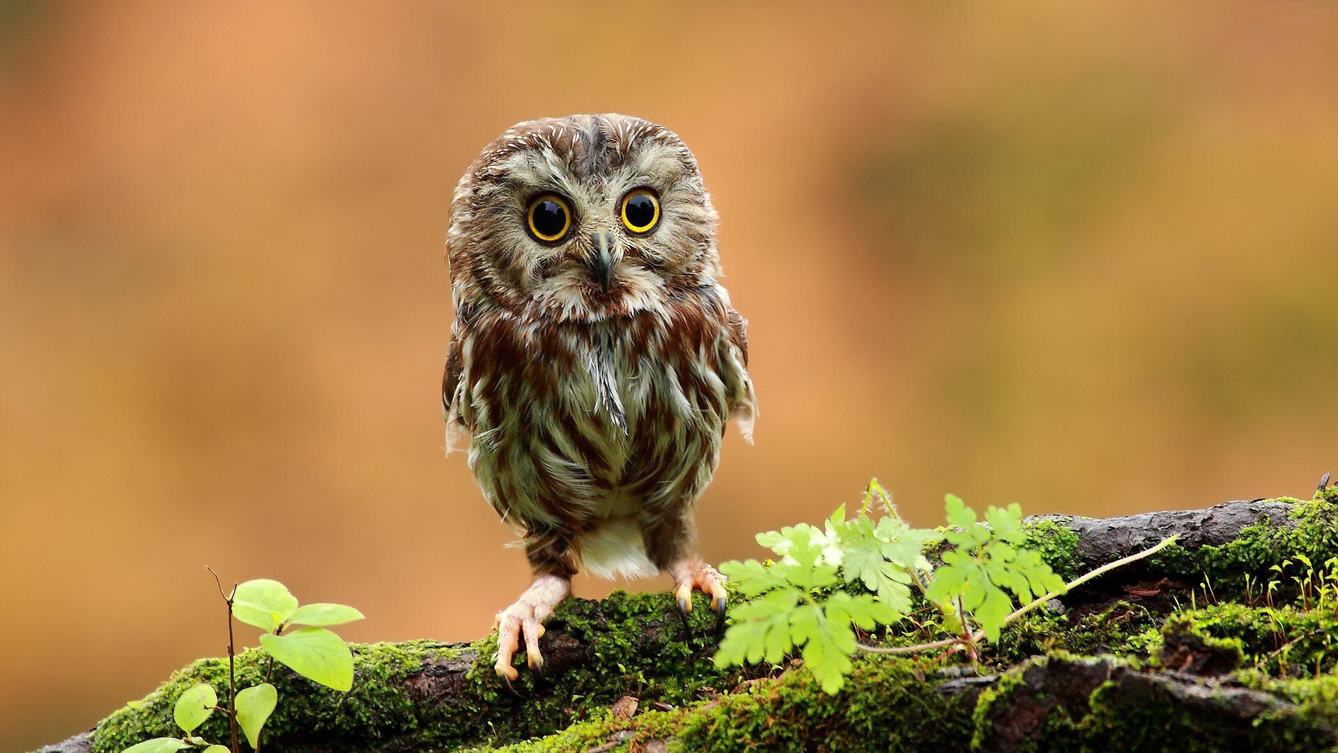 Cute Owl Wallpaper HD.