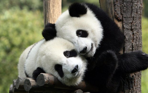 Cute Panda Background.