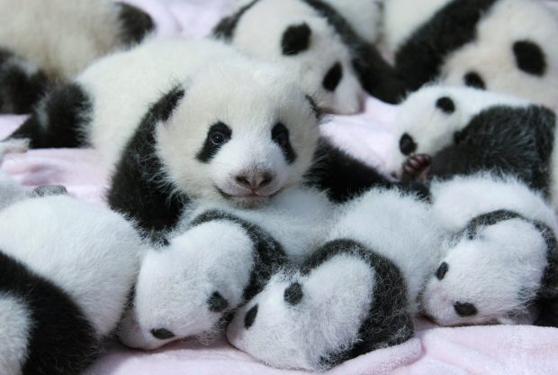Cute Panda Background HD.