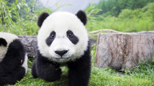 Cute Panda Desktop Background.