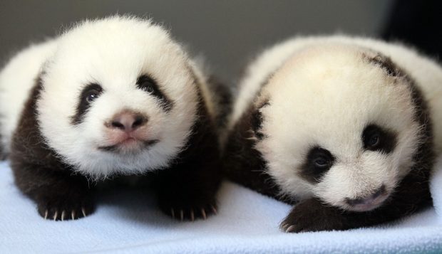Cute Panda Pictures.